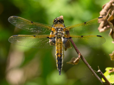 Four-spotted Skimmer