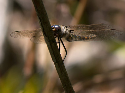 Common Baskettail