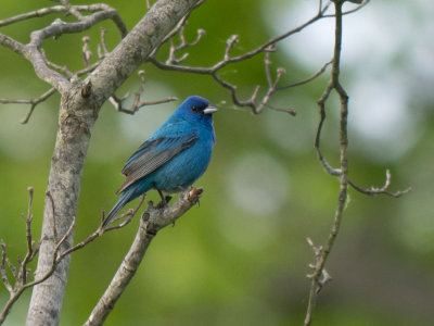 Indigo Bunting