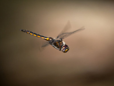 Common Baskettail