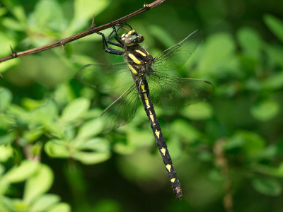 Delta-spotted Spiketail (female)