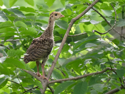 Turkey poult