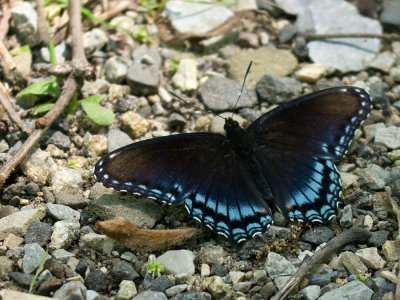 Red-spotted Purple