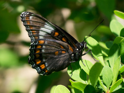 Red-spotted Purple