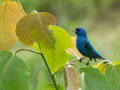 Indigo Bunting