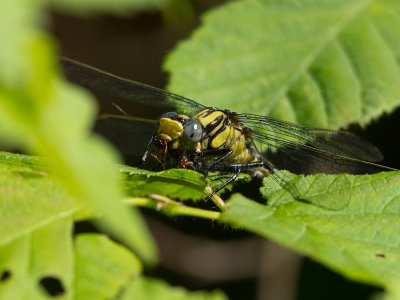 Lilypad Clubtail munching on an insect