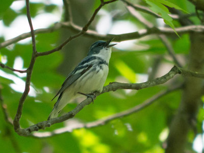 Cerulean Warbler