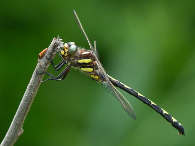 Arrowhead Spiketail