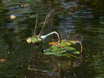 Common Green Darner