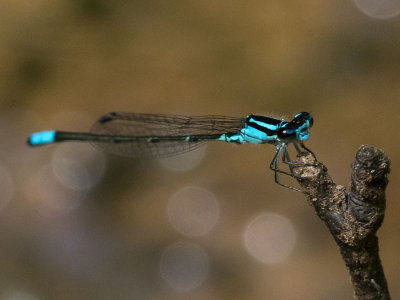 Skimming Bluet