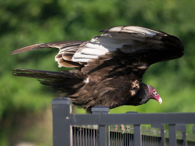 Turkey Vulture