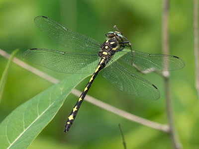 Arrowhead Spiketail