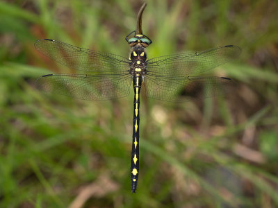 Spiketails