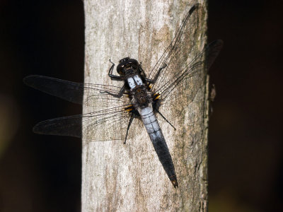 Chalk-fronted Corporal