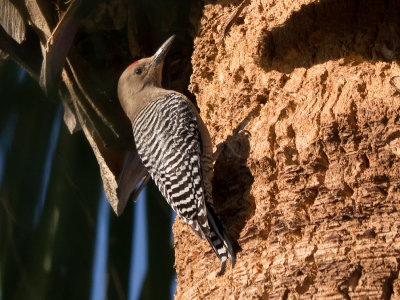 Gila Woodpecker