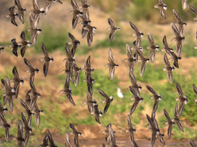 Least Sandpipers