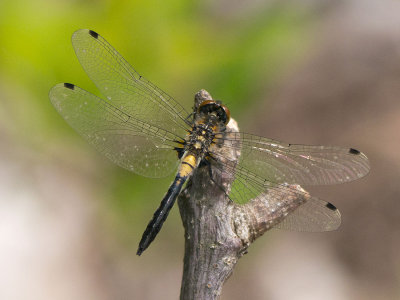 Crimson-ringed Whiteface (immature male)