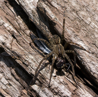 Chalk-fronted Corporal