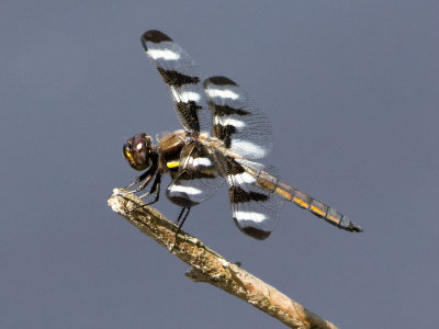 Twelve-spotted Skimmer