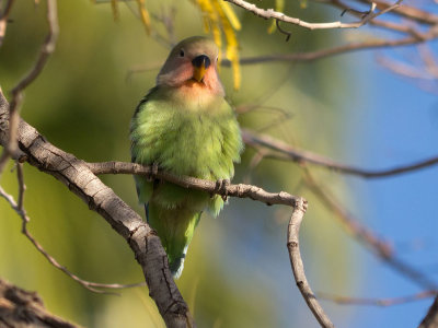 Peach-faced Lovebirds