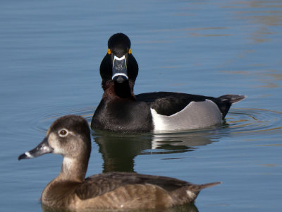 Ring-necked Duck