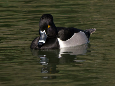 Ring-necked Duck