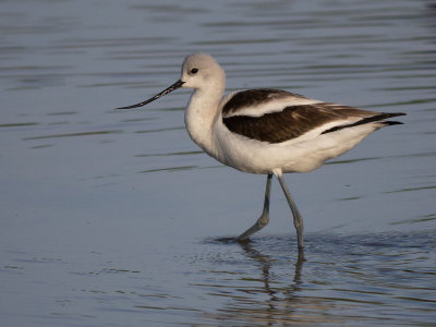 American Avocet