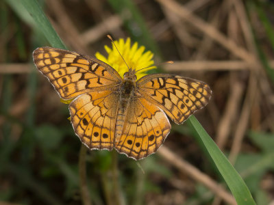 Variegated Fritillary