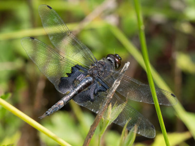 Black Saddlebags