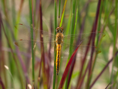 Wandering Glider