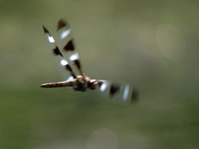 Twelve-spotted Skimmer