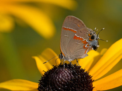 Red-banded Hairstreak