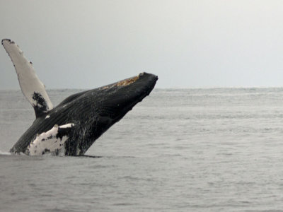 Hump-backed Whale