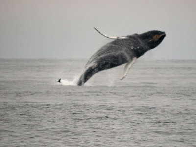 Hump-backed Whale