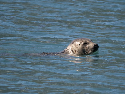Harbor Seal