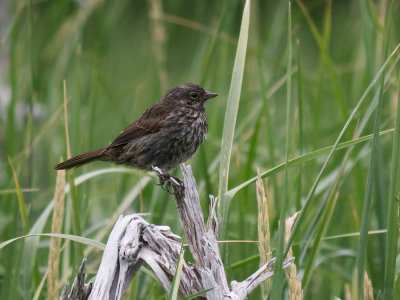 Song Sparrow - Kenaiensis subspecies