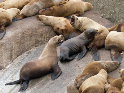 Stellar's Sea Lion
