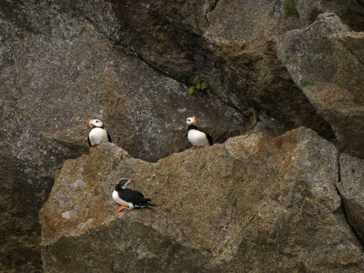 Puffins