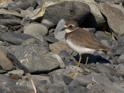 Semi-palmated Plover