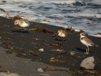 Semi-Palmated and Least Sandpipers with Semi-palmated Plover