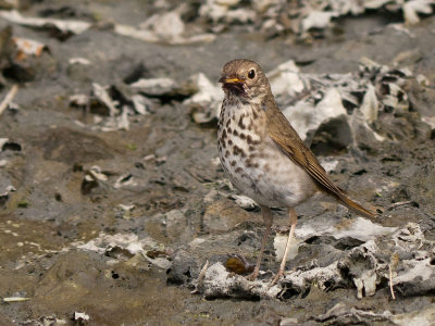 Hermit Thrush (berry stained)