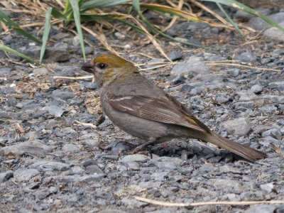 Pine Grosbeak