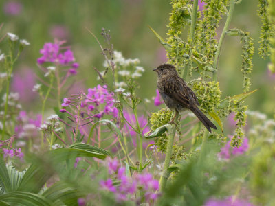 Song Sparrow - Kenaiensis subspecies