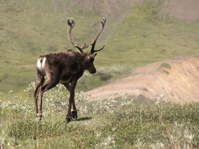 Caribou