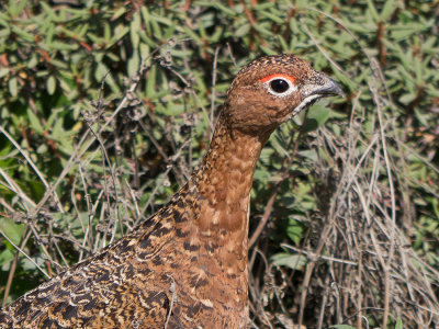 Willow Ptarmigan