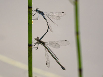 Northern Spreadwing