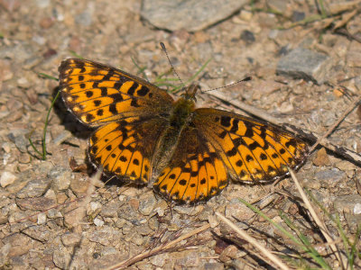 Arctic Fritillary