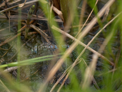 Zigzag Darner