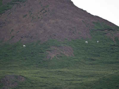 Dall Sheep on mountainside