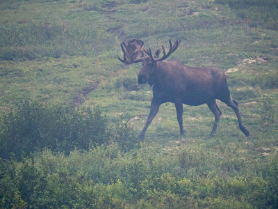 Moose in early morning fog